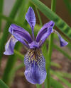 Iris bulleyana